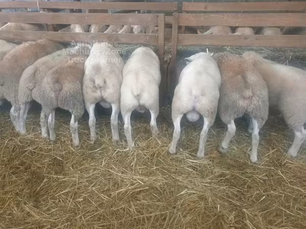 ცხვარი, Baerchuke sheep