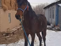 Hengst, Arabian horse — Foto 2