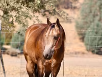 Hengst, Quarter Horse — Foto 4