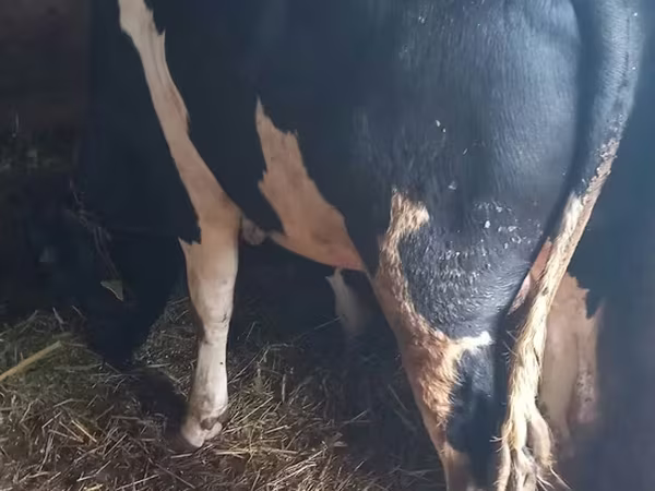 公牛, Holstein breed