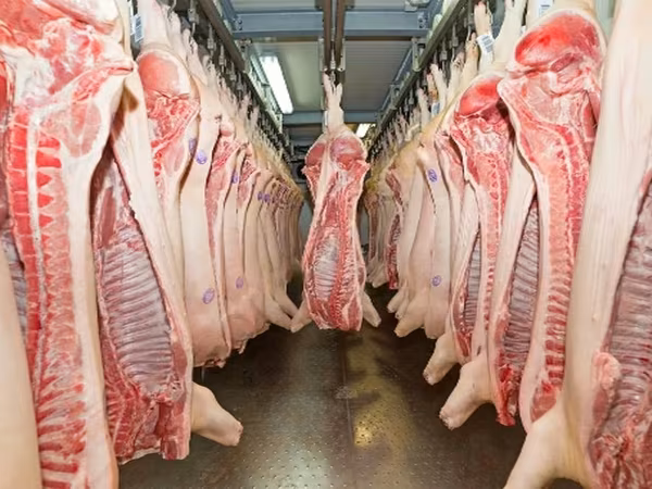 Säue, Schweine — Russland
