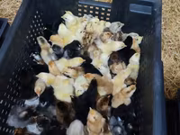 Chickens — photo 2