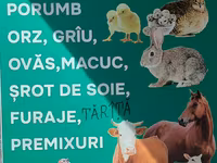 Nutrețuri și cereale,porumb uscat.ne aflăm la Edineț.posibel livrare. — фото 1