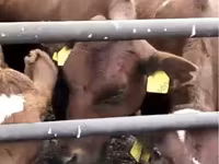 Vaca, Swiss cattle — foto 1
