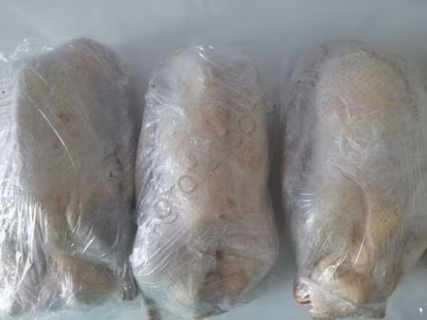 Geese — Russland