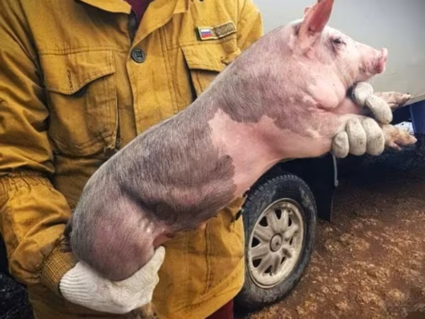 Säue, Schweine