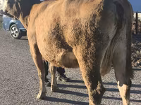 Kuh, Simmental cattle — Foto 4