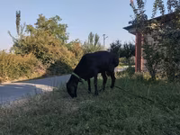 Баран, Красный караман овца — фото 2