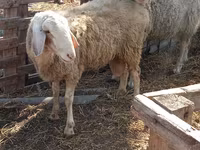 Carnero, Assaf sheep — foto 4