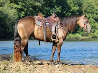 Caballo, Quarter Horse — foto 6