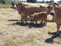 Cow, Cast cow — photo 5