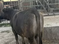 母牛, Cattle — 照片 1