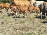 Cow, Cast cow — photo 1