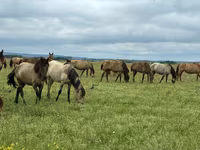 Mare, Horse breed — photo 2