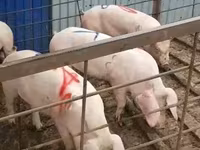 Eber, Schweine — Foto 7