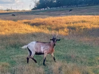 Ziege, Ziegen — Foto 1