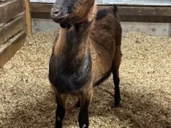 თხა, Alpine goat