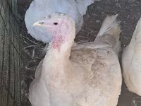 Turkeys — Foto 2