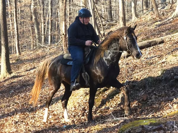 Hengst, Rocky Mountain Horse