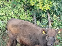 Cow, Cattle — photo 4