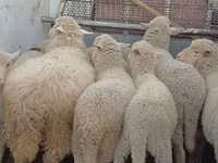 ცხვარი, Merino sheep — ფოტო 3