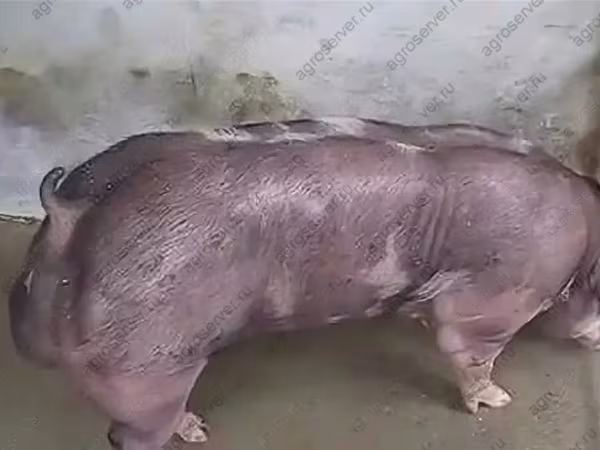 Eber, Schweine — Russland