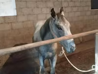 ცხენი, Horse breed — ფოტო 2