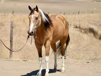 فرس, Quarter Horse — الصورة 4