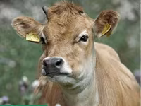 Kuh, Aberdeen-Angus — Foto 5