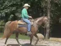 Caballo, Rocky Mountain Horse — foto 6