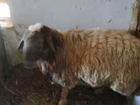 मेढ़ा, भेड़ — फ़ोटो 3