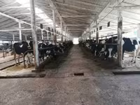 母牛, Swiss cattle — 照片 1