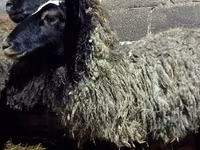 Oveja, Romanov sheep — foto 5