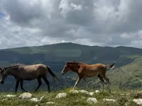 Caballo, Caballos — foto 7