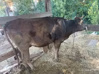 Cow, Alatau breed — photo 3