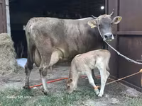 सांड, मवेशी — फ़ोटो 2