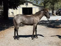فرس, Rocky Mountain Horse — الصورة 5