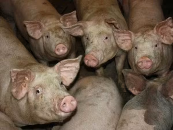 Eber, Schweine — Russland