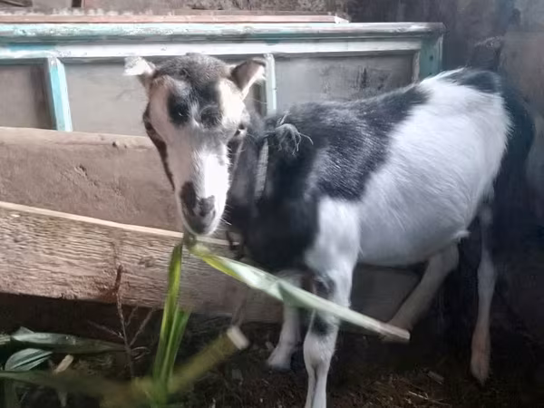 Ziege, Ziegen
