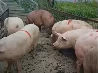 Boar, Pigs — photo 5