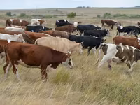公牛, Simmental cattle — 照片 3