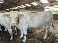 ძროხა, Charolais cattle — ფოტო 2
