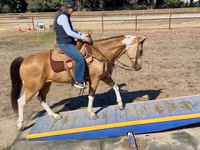 فرس, Quarter Horse — الصورة 6