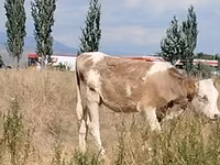गाय, Red Estonian cattle — फ़ोटो 1