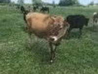 母牛, Holstein breed — 照片 5