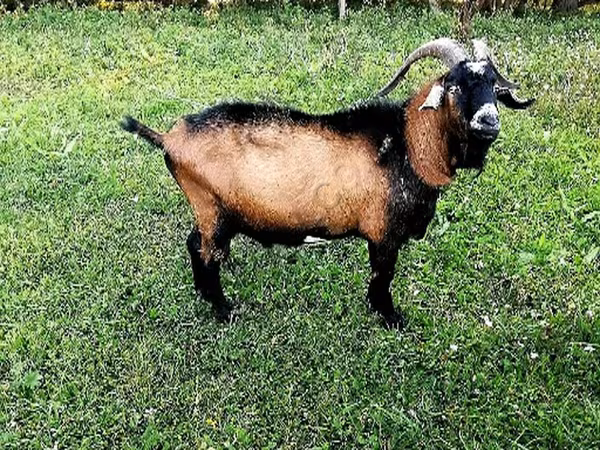 თხა, Czech Brown Shorthaired goats — რუსეთი