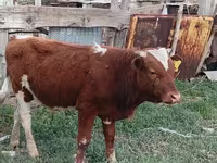 ძროხა, Latvian Blue cattle — ფოტო 1