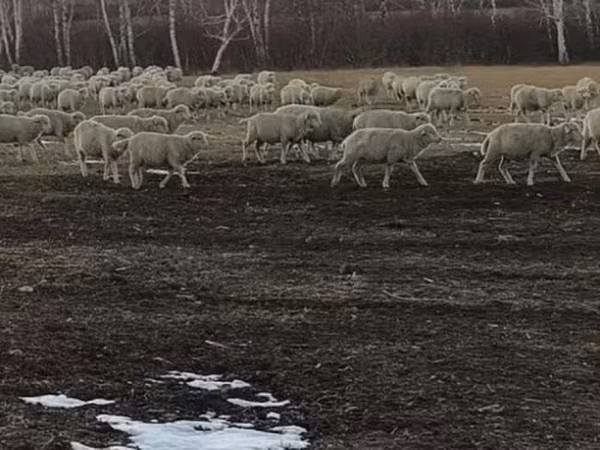 Schaf, Schafe