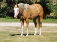حصان, Palomino — الصورة 7