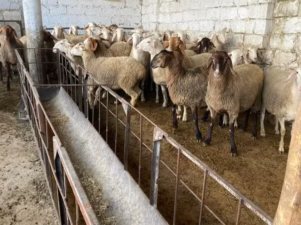 Oveja, Awassi sheep